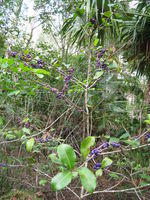 Myrsine variabilis ripe fruit
