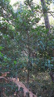 Myrsine variabilis plant shape