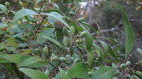 Notelaea longifolia green fruit