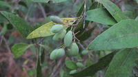 Notelaea longifolia green fruit
