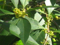 Notelaea longifolia buds