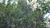 Omalanthus populifolius tall shrub