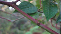 Omalanthus populifolius red stem
