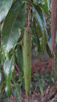 Parsonsia straminea - Common Silkpod