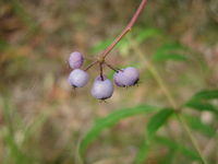 Polyscias sambucifolia - Elderberry Panax