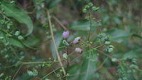 Polyscias sambucifolia fruit