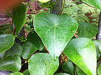 Sarcopetalum harveyanum (9)