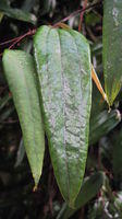 Smilax glyciphylla leaf