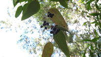 Smilax glyciphylla ripe fruit