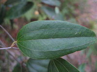 Smilax glyciphylla veined leaf