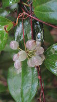 Smilax glyciphylla unripe fruit