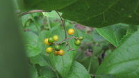 Stephania japonica ripe fruit
