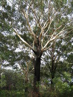 Eucalypts with a rough base and smooth branches