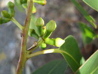 Eucalyptus botryoides buds