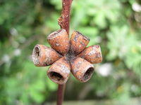 Eucalyptus botryoides fruit 