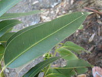 Eucalyptus botryoides leaf