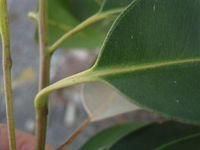 Eucalyptus botryoides veins