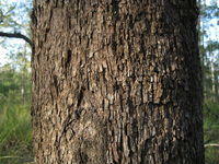 Eucalyptus moluccana tessellated rough bark