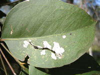 Eucalyptus moluccana round juvenile leaf