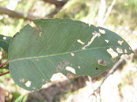 Eucalyptus moluccana mature broadly lanceolate leaf