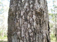 Eucalyptus moluccana rough bark 