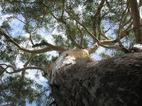 Eucalyptun pilularis trunk