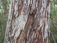 Eucalyptus pilularis bark 