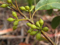 Eucalyptus pilularis buds
