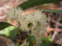Eucalyptus pilularis flowers