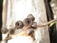 Eucalyptus pilularis fruit