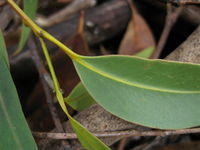 Eucalyptus pilularis leaf and branchlet
