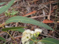 Eucalyptus pilularis leaf