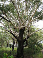 Eucalyptus pilularis rough and smooth bark