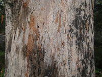 Eucalyptus pilularis rough bark