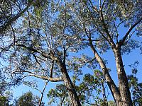 Eucalyptus sieberi - Silver topped ash