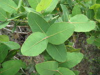 Angophora hispida opposite leaves