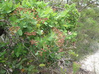 Angophora hispida buds