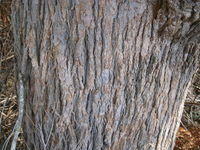 Angophora floribunda bark