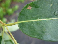 Angophora floribunda venation
