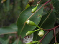 Corymbia gummifera bud with small cap