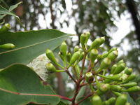 Corymbia gummifera buds