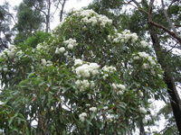 Corymbia gummifera flowers at ends of branchlets