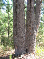 Corymbia gummifera trunk