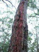 Eucalyptus gummifera gum (kino) on trunk