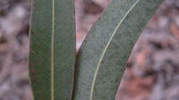 Eucalyptus acmenoides slightly discolourous
