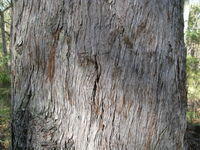 Eucalyptus acmenoides fine fibrous bark