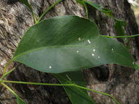 Eucalyptus acmenoides juvenile leaf 