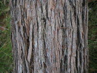 Eucalyptus agglomerata - Blue-leaved Stringybark