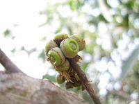 Eucalyptus agglomerata green fruit 