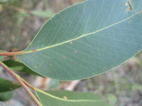 Eucalyptus agglomerata veins